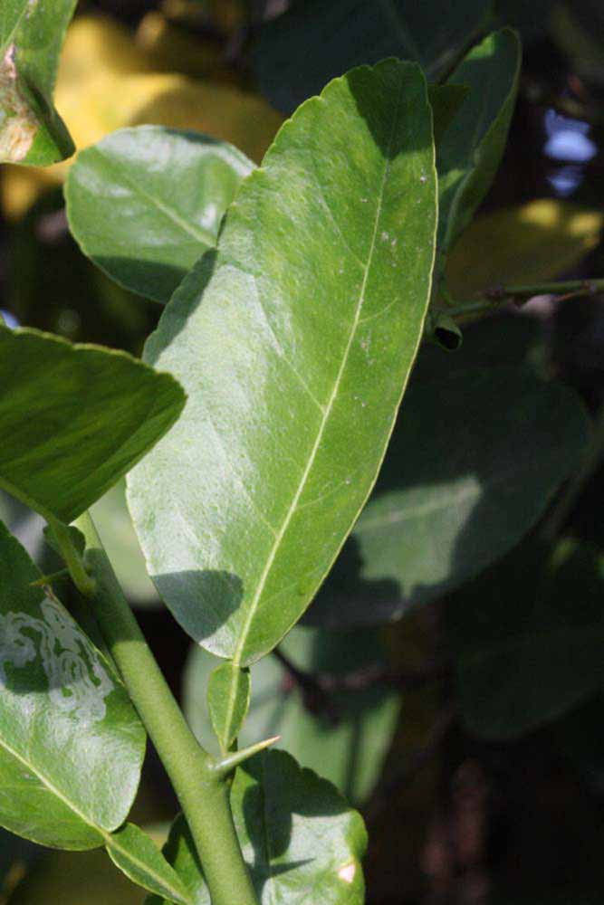            Unifoliolate leaf (Abhayapuri, Riverside, CA)   